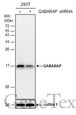 Anti-GABARAP antibody used in Western Blot (WB). GTX132665