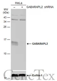 Anti-GABARAPL2 antibody used in Western Blot (WB). GTX132666
