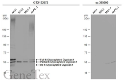 Anti-Glypican 1 antibody used in Western Blot (WB). GTX132672