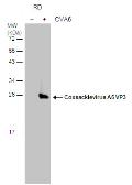 Anti-Coxsackievirus A6 VP3 antibody used in Western Blot (WB). GTX132689