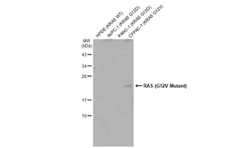 Anti-RAS (G12V Mutant) antibody used in Western Blot (WB). GTX132694