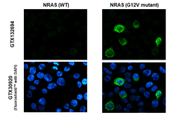 Anti-RAS (G12V Mutant) antibody used in Immunocytochemistry/ Immunofluorescence (ICC/IF). GTX132694