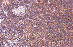 Anti-CCR10 antibody used in IHC (Paraffin sections) (IHC-P). GTX132707
