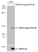 Anti-NRCAM antibody used in Western Blot (WB). GTX132727