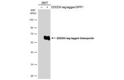 Anti-Osteopontin antibody used in Western Blot (WB). GTX132742
