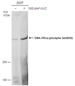 Anti-DNA-PKcs (phospho Ser2056) antibody used in Western Blot (WB). GTX132794