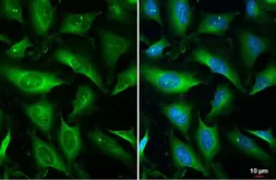 Anti-mTOR (phospho Ser2448) antibody used in Immunocytochemistry/ Immunofluorescence (ICC/IF). GTX132803