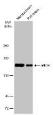 Anti-nNOS antibody used in Western Blot (WB). GTX132857