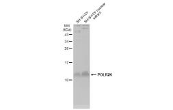 Anti-POLR2K antibody used in Western Blot (WB). GTX132872