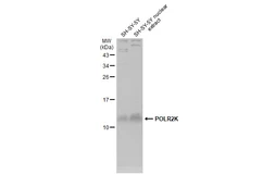 Anti-POLR2K antibody used in Western Blot (WB). GTX132872
