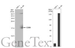 Anti-CD59 antibody used in Western Blot (WB). GTX132874