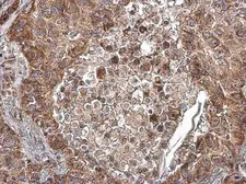 Anti-COX4I2 antibody used in IHC (Paraffin sections) (IHC-P). GTX132905