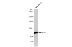 Anti-AP2A1 antibody used in Western Blot (WB). GTX132948