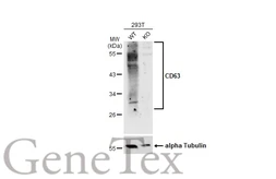 Anti-CD63 antibody used in Western Blot (WB). GTX132953