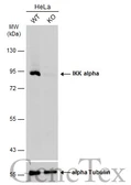 Anti-IKK alpha antibody used in Western Blot (WB). GTX132964