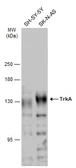 Anti-TrkA antibody used in Western Blot (WB). GTX132966