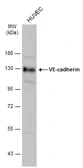 Anti-VE-Cadherin antibody used in Western Blot (WB). GTX132982