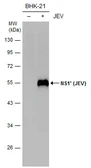 Anti-Japanese encephalitis virus NS1' antibody used in Western Blot (WB). GTX132985