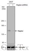 Anti-Raptor antibody used in Western Blot (WB). GTX132989