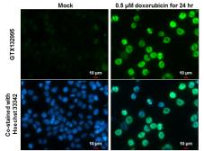 Anti-p53 (phospho Ser15) antibody used in Immunocytochemistry/ Immunofluorescence (ICC/IF). GTX132995