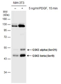 Anti-GSK3 alpha (phospho Ser21) + GSK3 beta (phospho Ser9) antibody used in Western Blot (WB). GTX132997