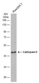 Anti-Cathepsin D antibody used in Western Blot (WB). GTX133019