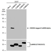 Anti-CaMKII alpha antibody used in Western Blot (WB). GTX133071