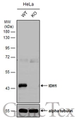 Anti-IDH1 antibody used in Western Blot (WB). GTX133076