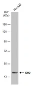 Anti-IDH2 antibody used in Western Blot (WB). GTX133078