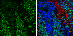 Anti-Myelin basic protein antibody used in IHC (Frozen sections) (IHC-Fr). GTX133108