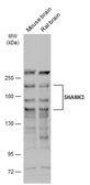 Anti-SHANK3 antibody used in Western Blot (WB). GTX133163