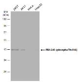 Anti-PRAS40 (phospho Thr246) antibody used in Western Blot (WB). GTX133176
