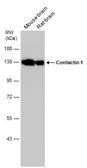 Anti-Contactin 1 antibody used in Western Blot (WB). GTX133205