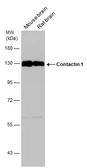 Anti-Contactin 1 antibody used in Western Blot (WB). GTX133206