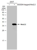 Anti-Nkx2.2 antibody used in Western Blot (WB). GTX133220