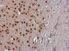 Anti-TBR1 antibody used in IHC (Paraffin sections) (IHC-P). GTX133228