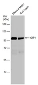 Anti-GIT1 antibody used in Western Blot (WB). GTX133292