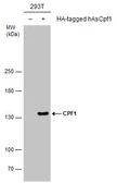 Anti-CPF1 antibody used in Western Blot (WB). GTX133298