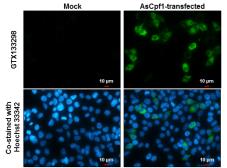 Anti-CPF1 antibody used in Immunocytochemistry/ Immunofluorescence (ICC/IF). GTX133298
