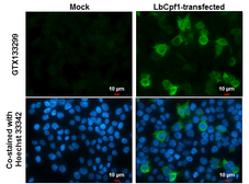 Anti-CPF1 antibody used in Immunocytochemistry/ Immunofluorescence (ICC/IF). GTX133299