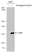 Anti-CPF1 antibody used in Western Blot (WB). GTX133300