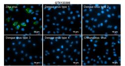 Anti-Zika virus prM protein antibody used in Immunocytochemistry/ Immunofluorescence (ICC/IF). GTX133305
