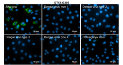 Anti-Zika virus prM protein antibody used in Immunocytochemistry/ Immunofluorescence (ICC/IF). GTX133305