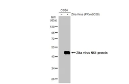 Anti-Zika virus NS1 protein antibody used in Western Blot (WB). GTX133306