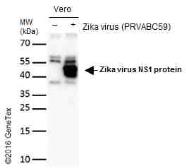 Anti-Zika virus NS1 protein antibody used in Western Blot (WB). GTX133307