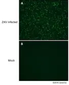 Anti-Zika virus NS2B protein antibody used in Immunocytochemistry/ Immunofluorescence (ICC/IF). GTX133308