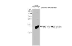 Anti-Zika virus NS2B protein antibody used in Western Blot (WB). GTX133308