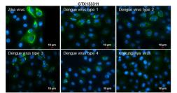 Anti-Zika virus NS4B protein antibody used in Immunocytochemistry/ Immunofluorescence (ICC/IF). GTX133311