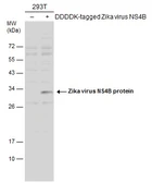 Anti-Zika virus NS4B protein antibody used in Western Blot (WB). GTX133311