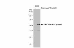 Anti-Zika virus NS5 protein antibody used in Western Blot (WB). GTX133312